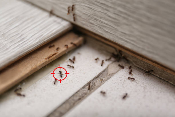 Best Wildlife Control Services  in Panhandle, TX