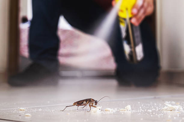 Best Pest Removal Services  in Panhandle, TX